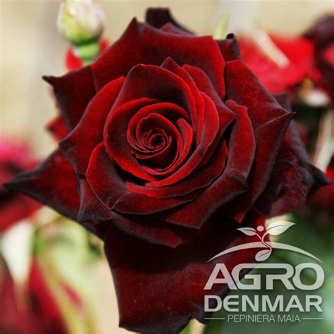 trandafir baccara|Trandafir Black Baccara (Meidebenne) .